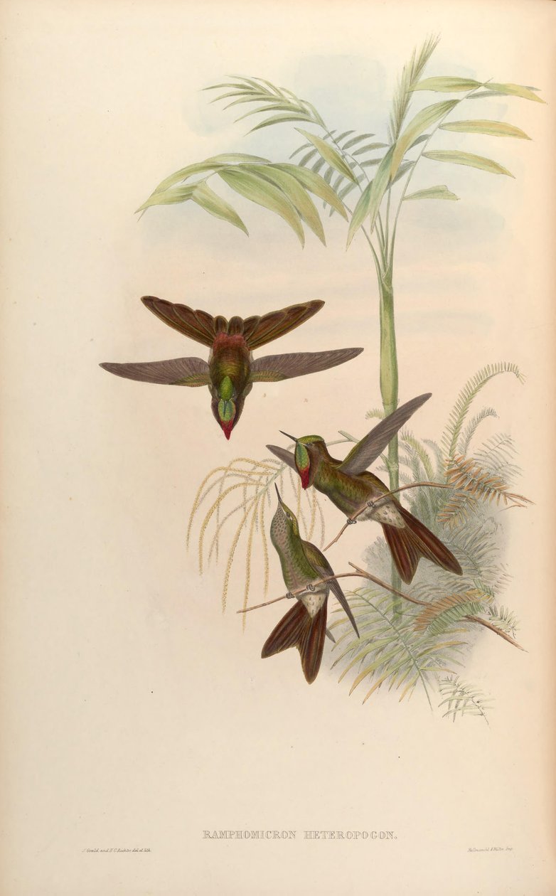 Ramphomicron heteropogon = Chalcostigma heteropogon av John Gould
