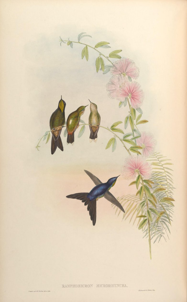 Ramphomicron microrhynchum av John Gould