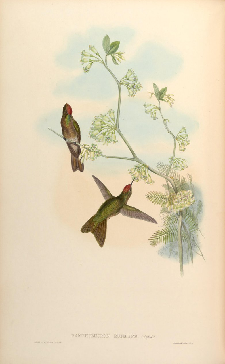 Ramphomicron ruficeps = Chalcostigma ruficeps av John Gould