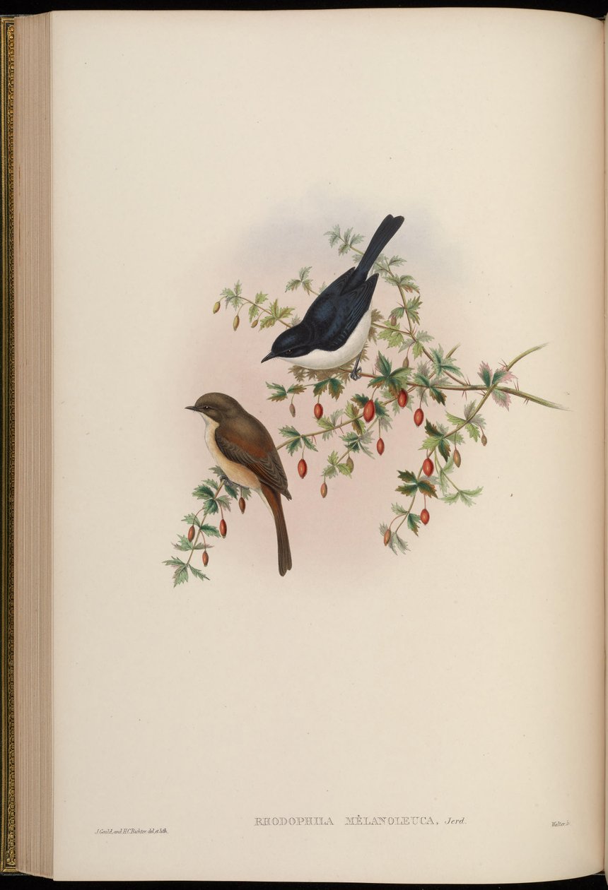 Rhodophila melanoleuca = Saxicola jerdoni ref av John Gould