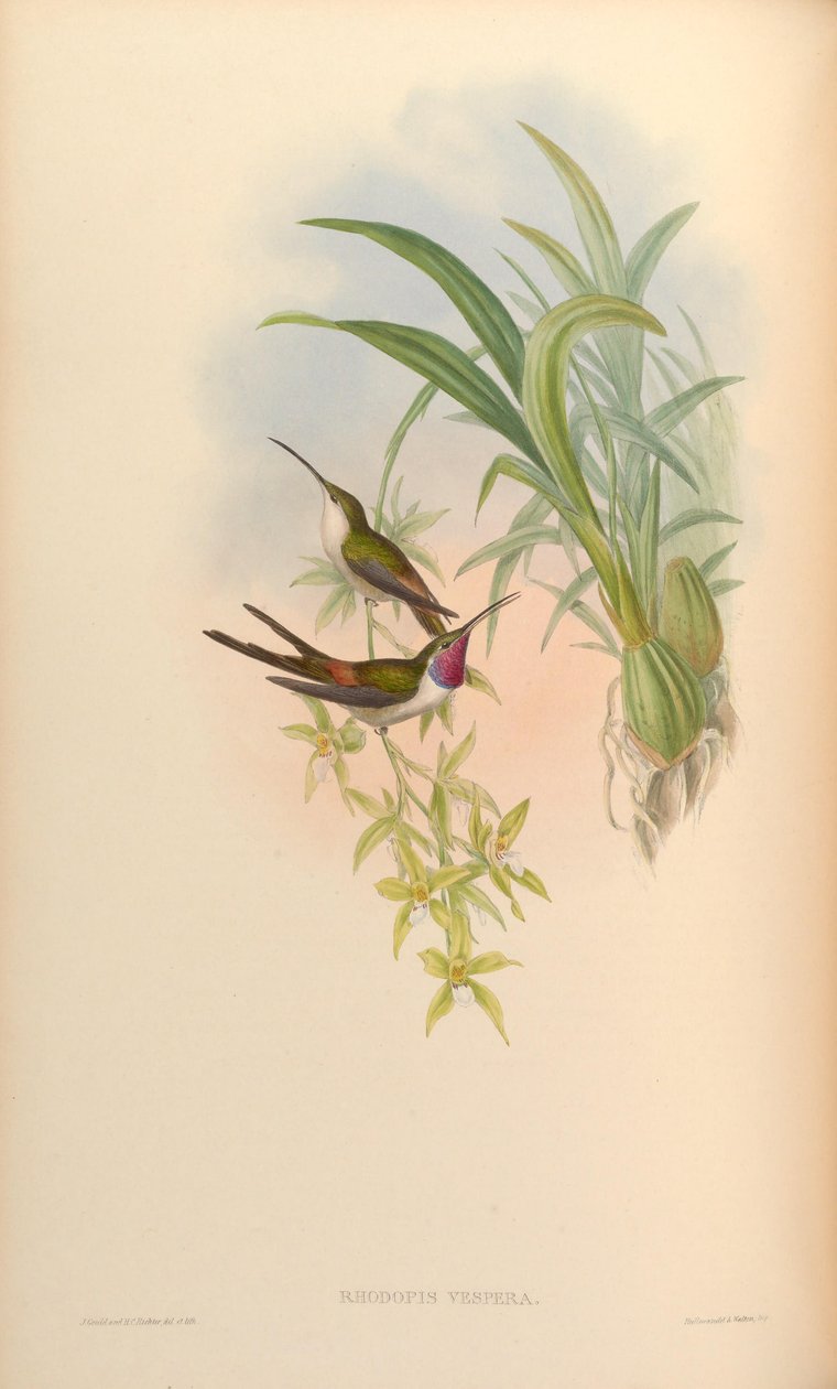 Rhodopis vesper av John Gould
