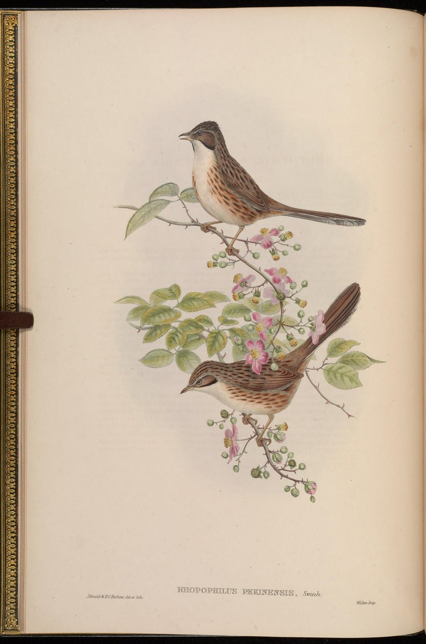 Rhopophilus pekinensis av John Gould