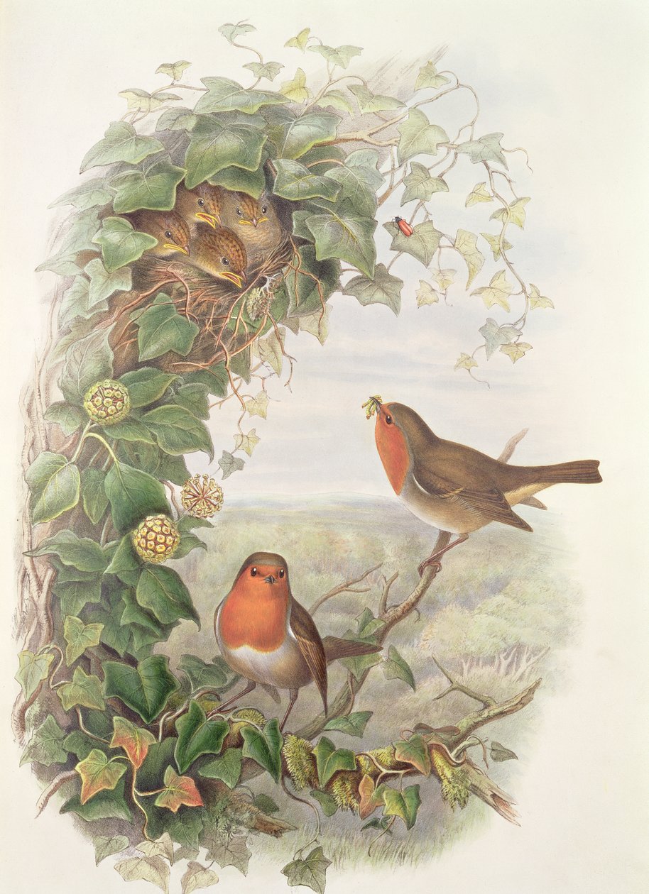 Robin, 1873 (wc, blyant på papir) av John Gould
