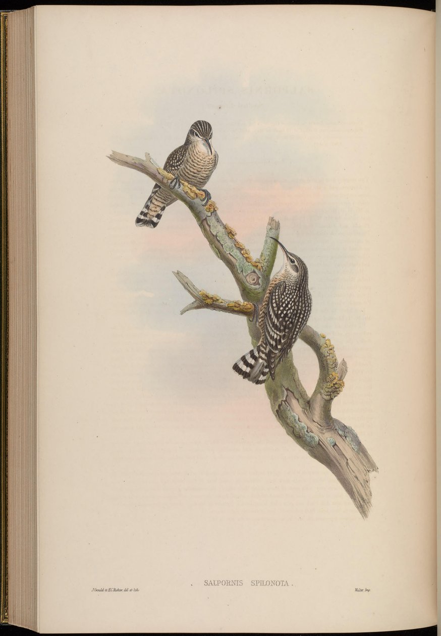Salpornis spilonotus av John Gould