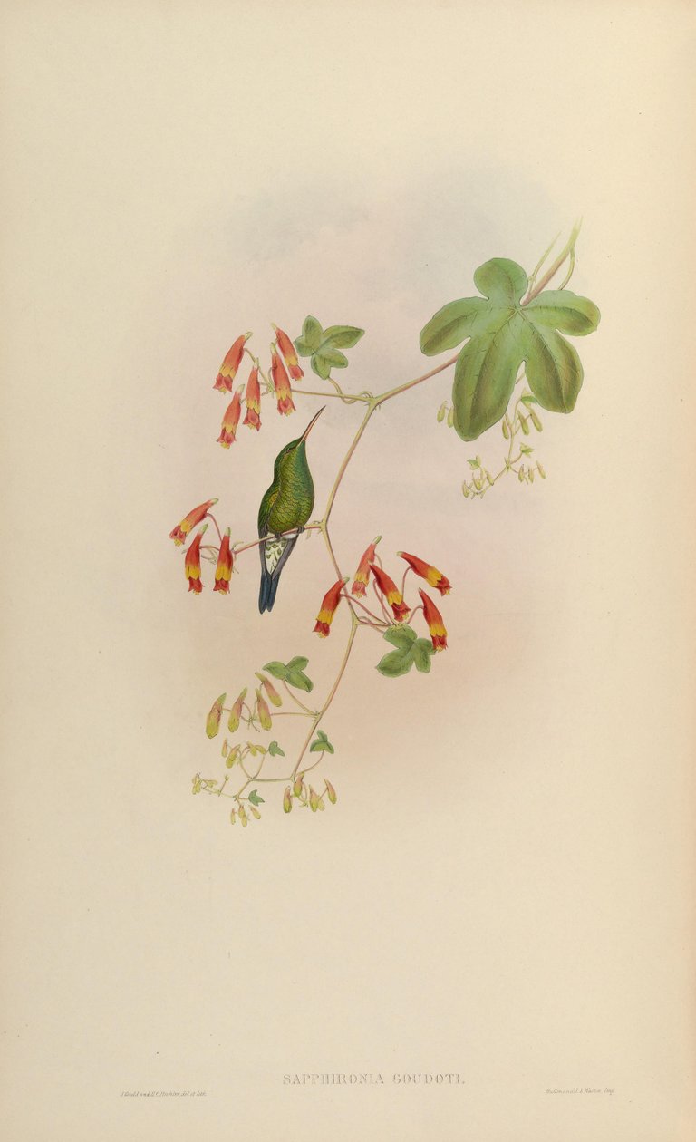 Sapphironia goudoti = Lepidopyga goudoti av John Gould
