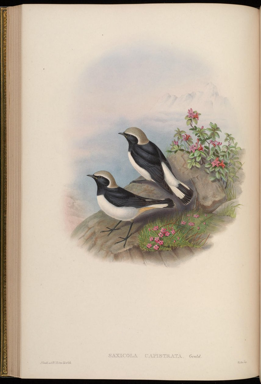 Saxicola capistrata = Oenanthe picata capistrata av John Gould