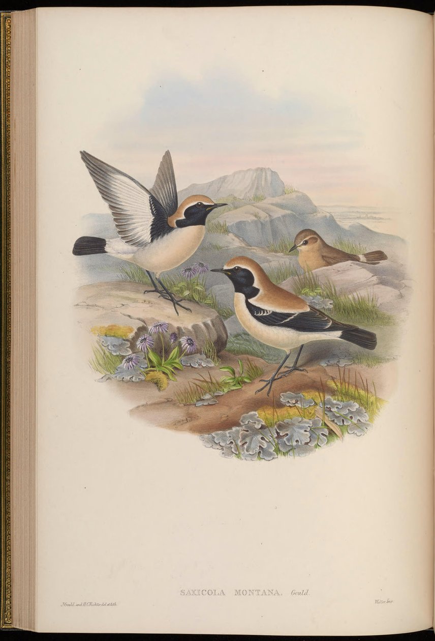 Saxicola montana = Oenanthe deserti av John Gould