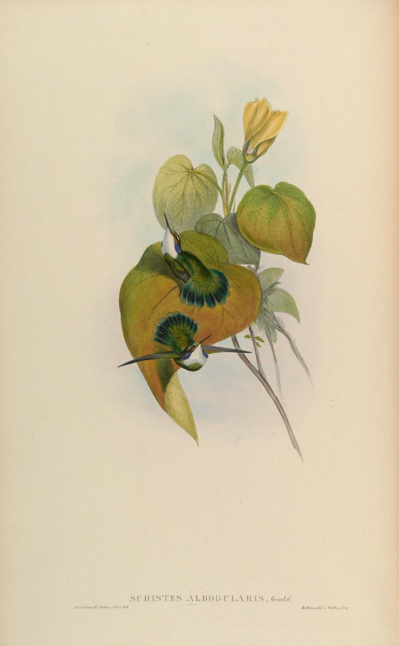 Schistes albogularis = Schistes geoffroyi albogularis av John Gould