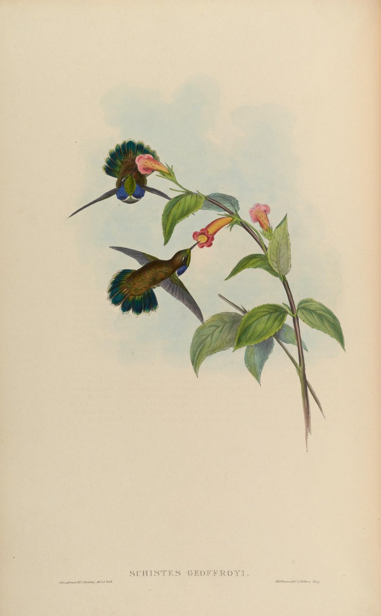 Schistes geoffroyi av John Gould