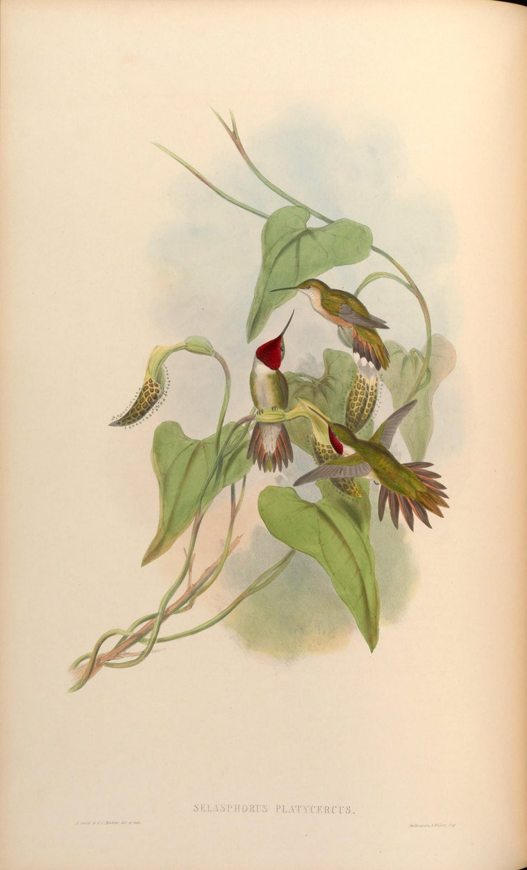 Selasphorus platycercus av John Gould