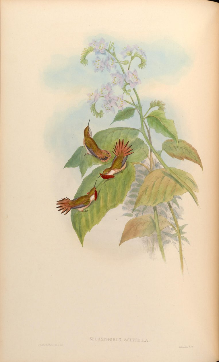 Selasphorus scintilla av John Gould