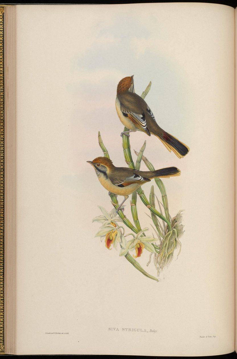 Grått hårklipp = Minla hårklipp av John Gould