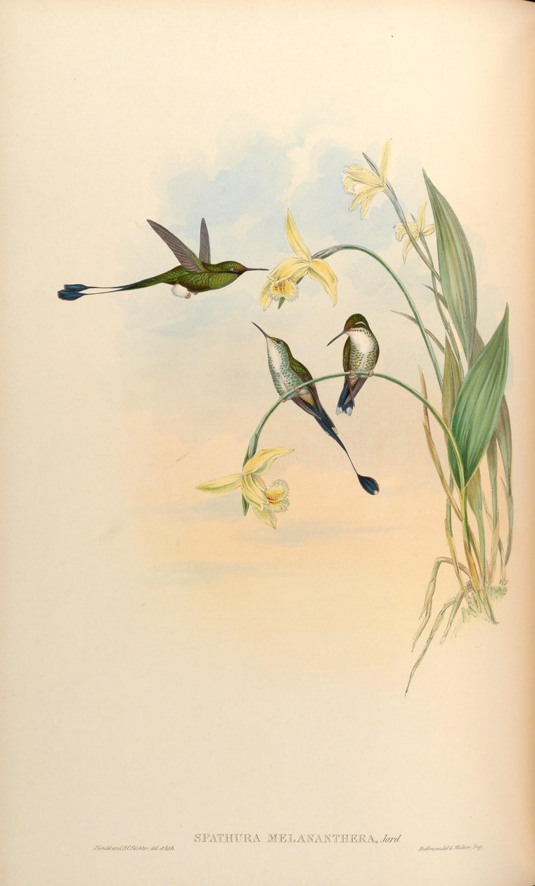 Spathura melananthera = Ocreatus underwoodii melantherus av John Gould