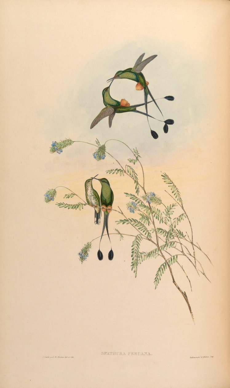 Spathura peruana = Ocreatus underwoodii peruanus av John Gould