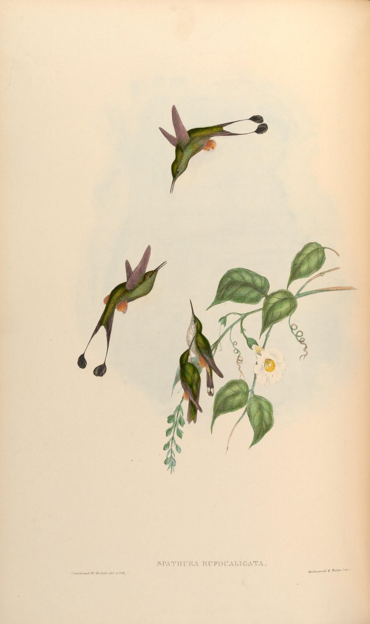 Spathura rufocaligata = Ocreatus underwoodii addae av John Gould