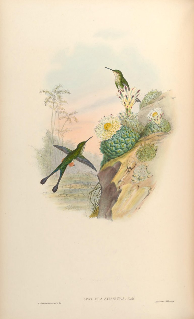 Spathura scissiura = Ocreatus underwoodii peruanus av John Gould