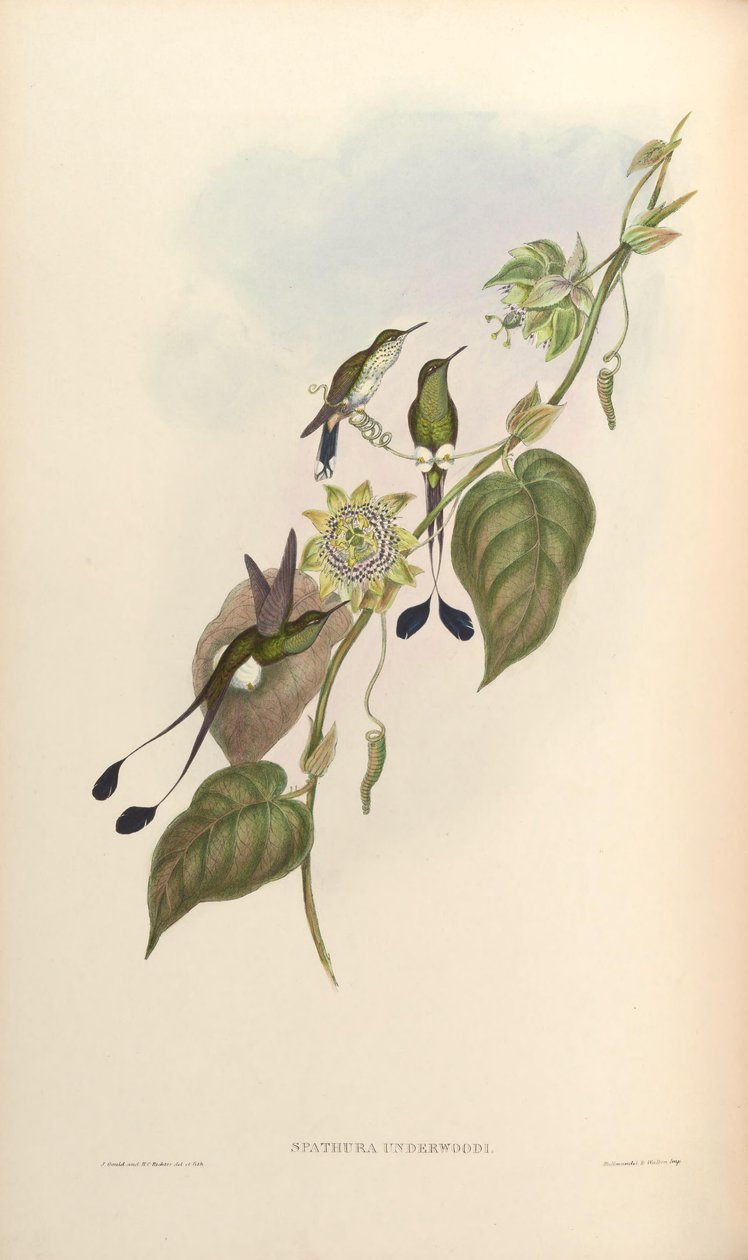 Spathura underwoodi = Ocreatus underwoodii melanantherus av John Gould
