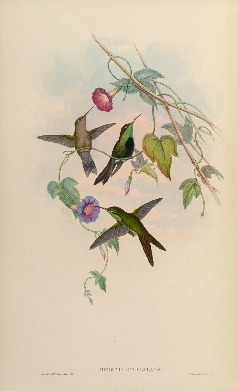 Sporadinus elegans = Chlorostilbon swainsonii av John Gould