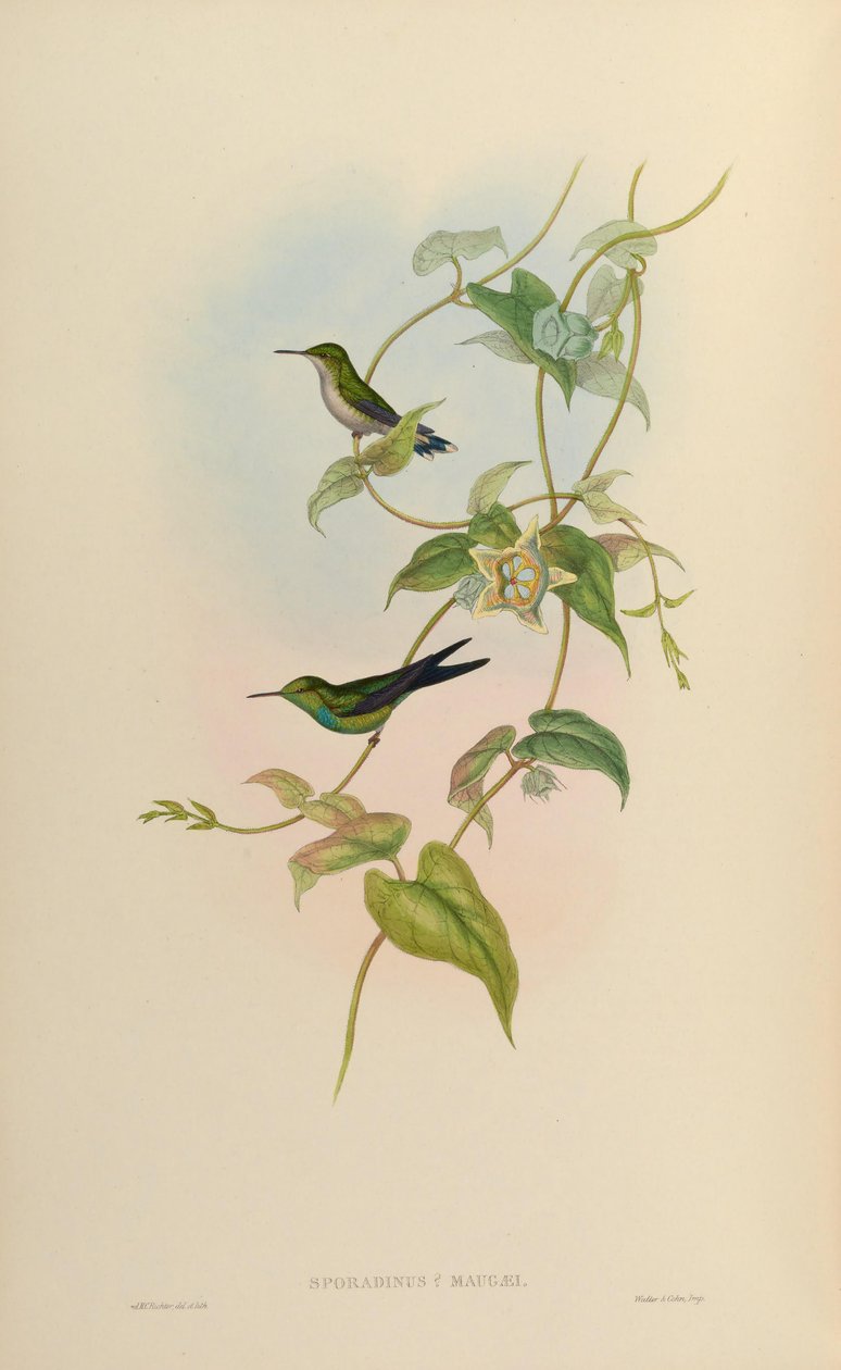 Sporadinus maugaei = Chlorostilbon maugaeus av John Gould