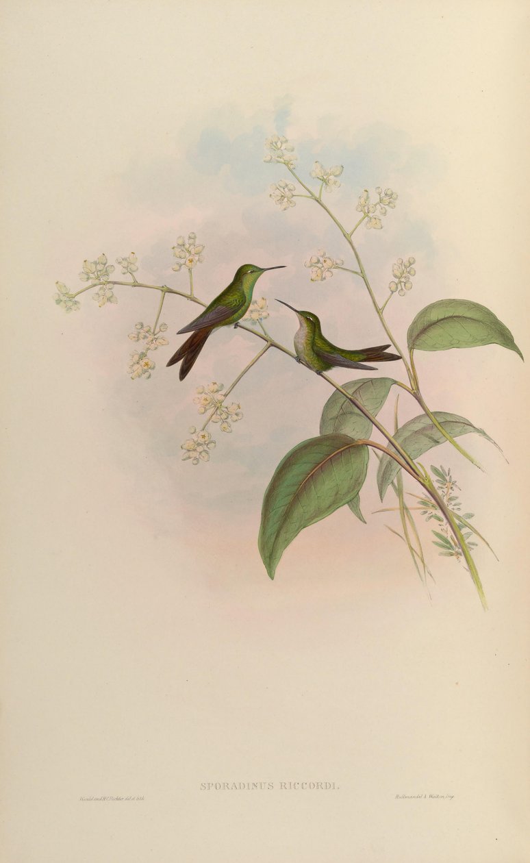 Sporadinus riccordii = Chlorostilbon riccordii av John Gould