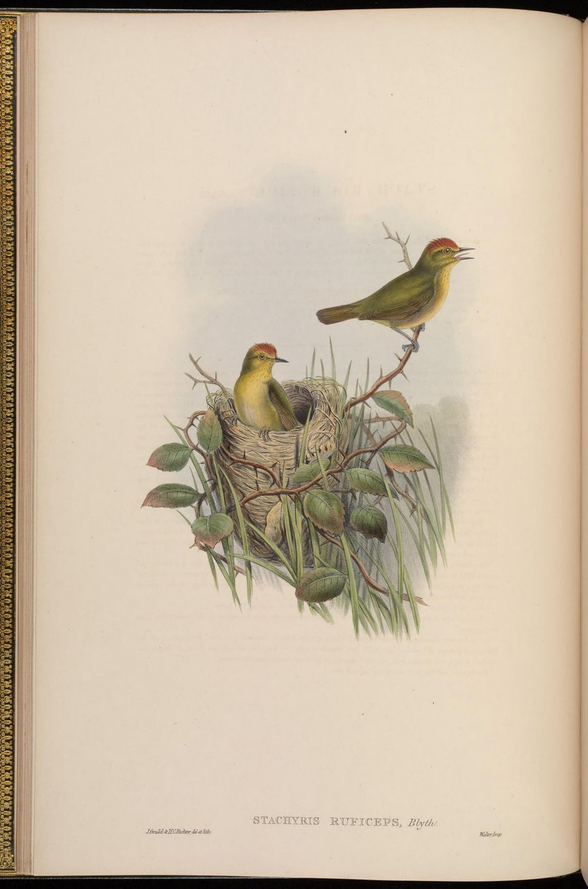 Stachyris ruficeps = Stachyridopsis ruficeps av John Gould