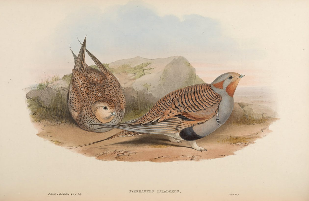 Syrrhaptes paradoks av John Gould