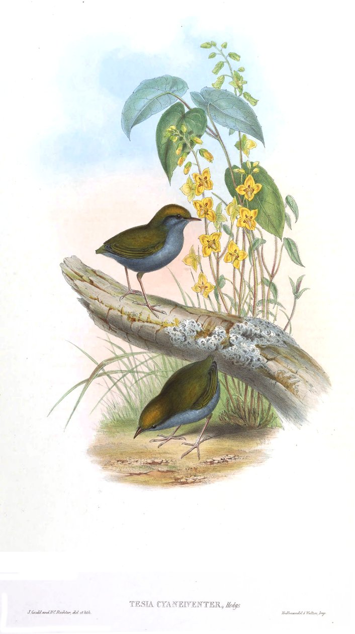 Avhandling cyaneiveiventer av John Gould