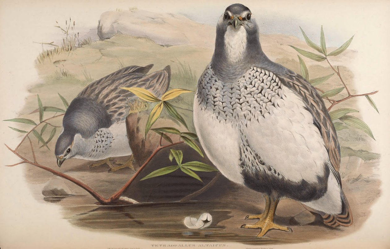 Tetraogallus altaicus av John Gould