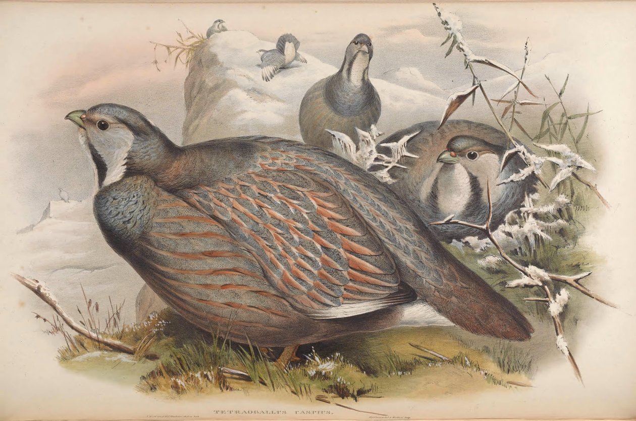 Tetraogallus caspius av John Gould