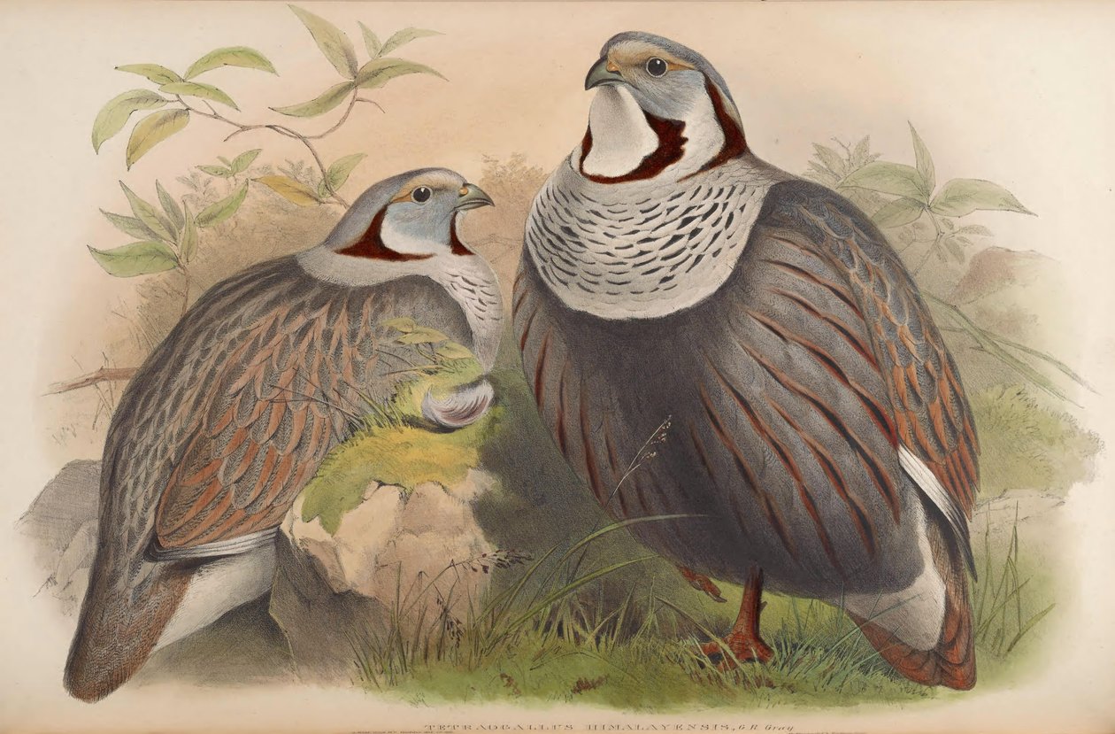 Tetraogallus himalayensis av John Gould