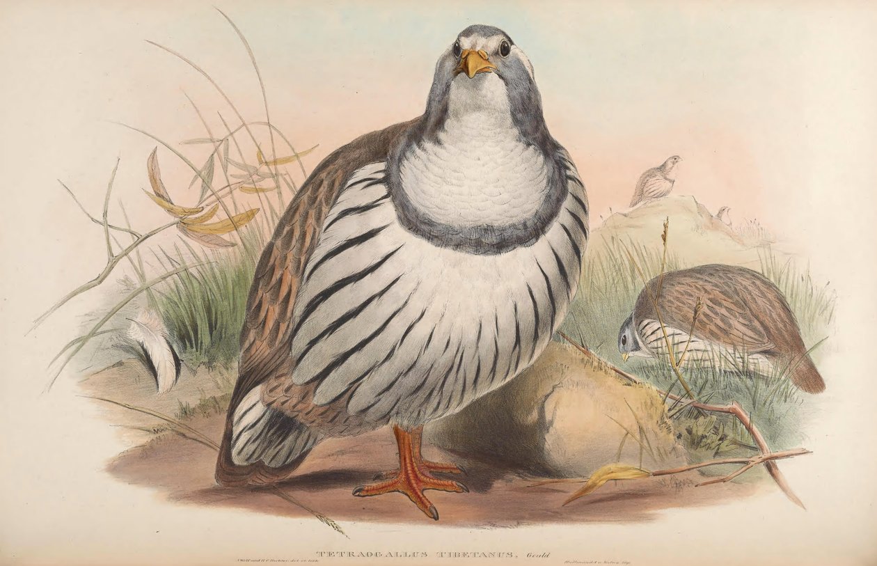 Tetraogallus tibetanus av John Gould