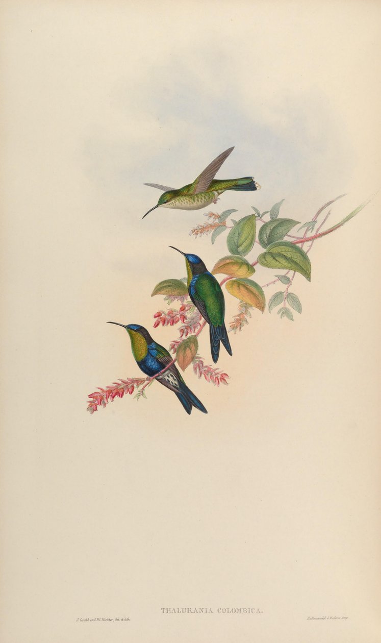 Thalurania colombica av John Gould