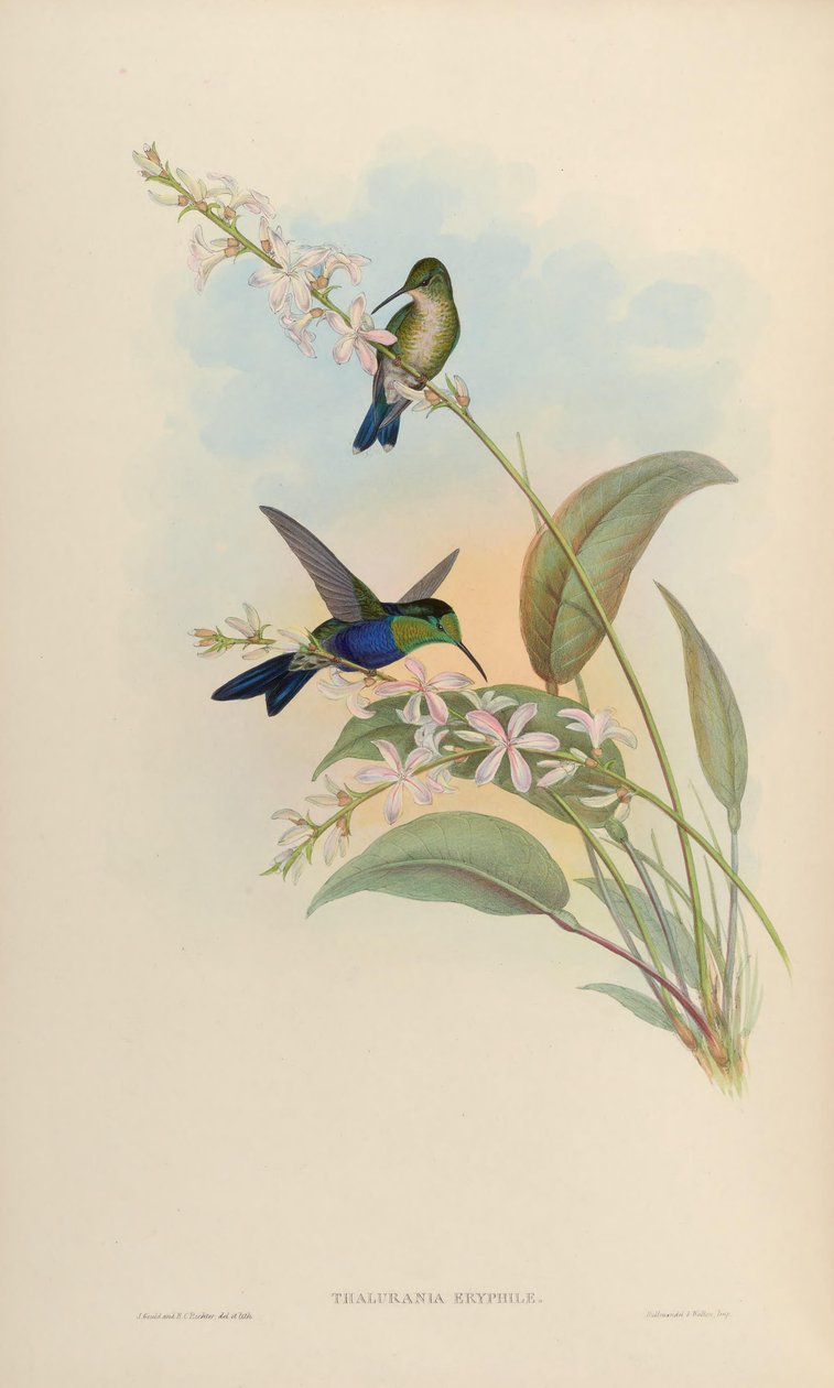 Thalurania eryphile = Thalurania furcata eriphile av John Gould