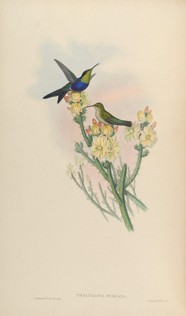 Thalurania furcata av John Gould