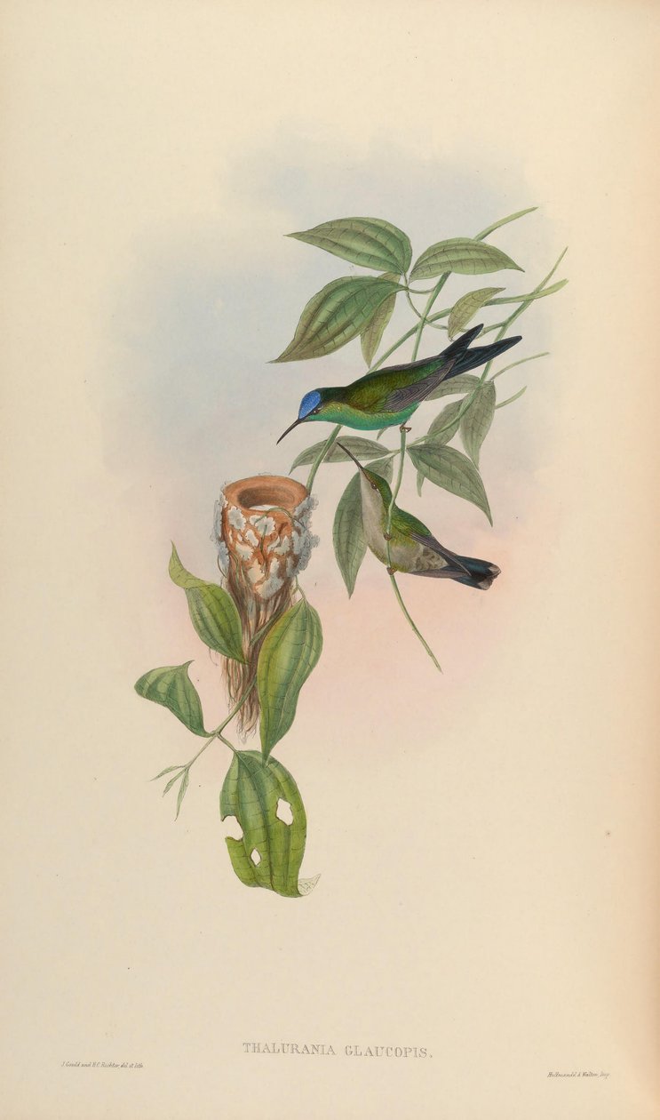 Thalurania glaucopis av John Gould