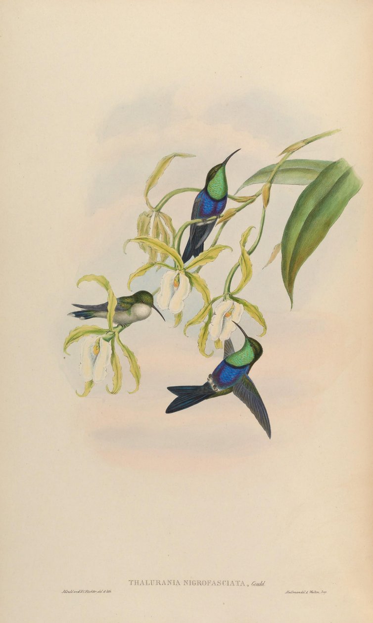 Thalurania nigrofasciata = Thalurania furcata nigrofasciata av John Gould