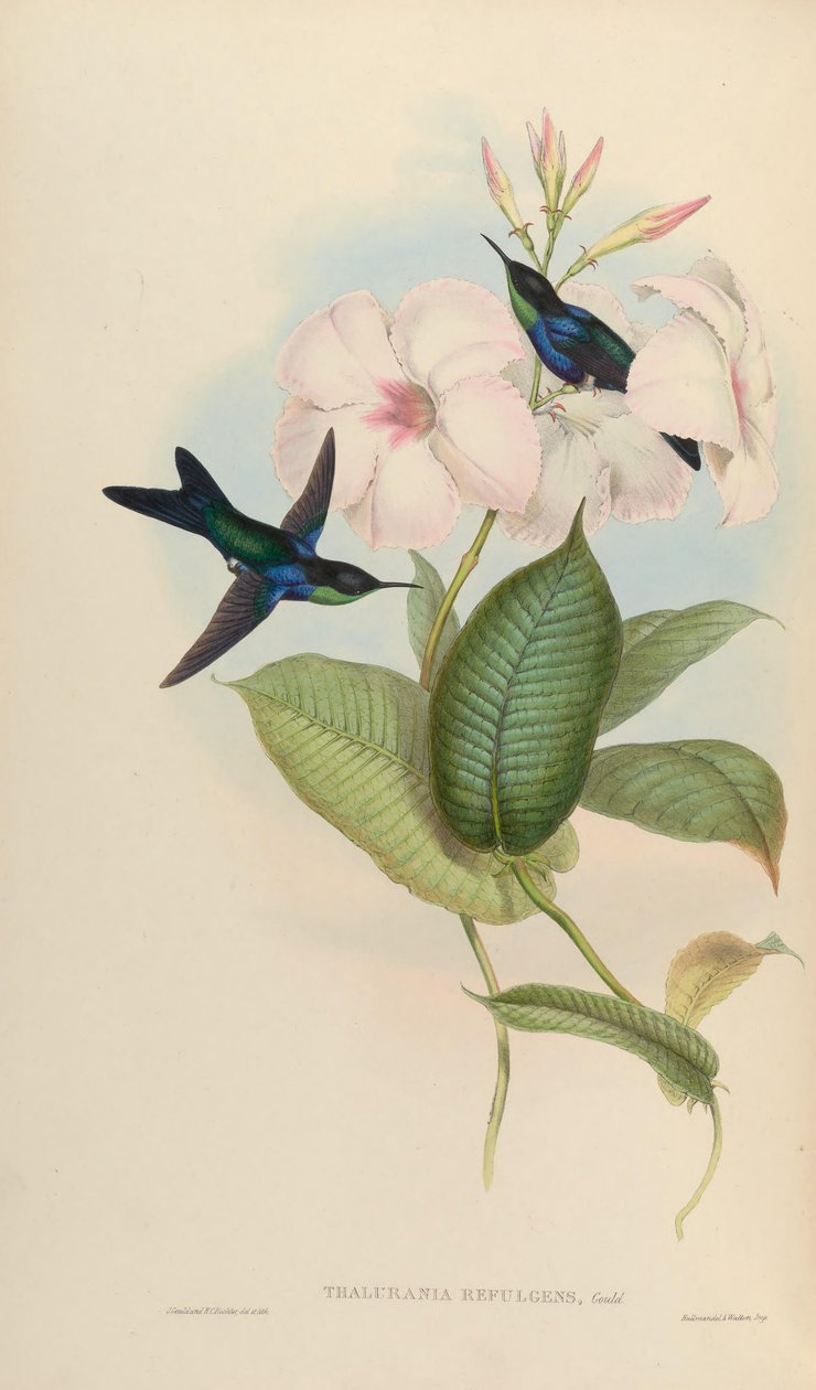 Thalurania rød = av John Gould