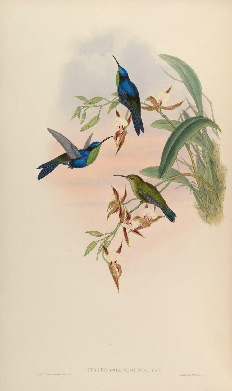 Thalurania venusta = Thalurania furcata venusta av John Gould