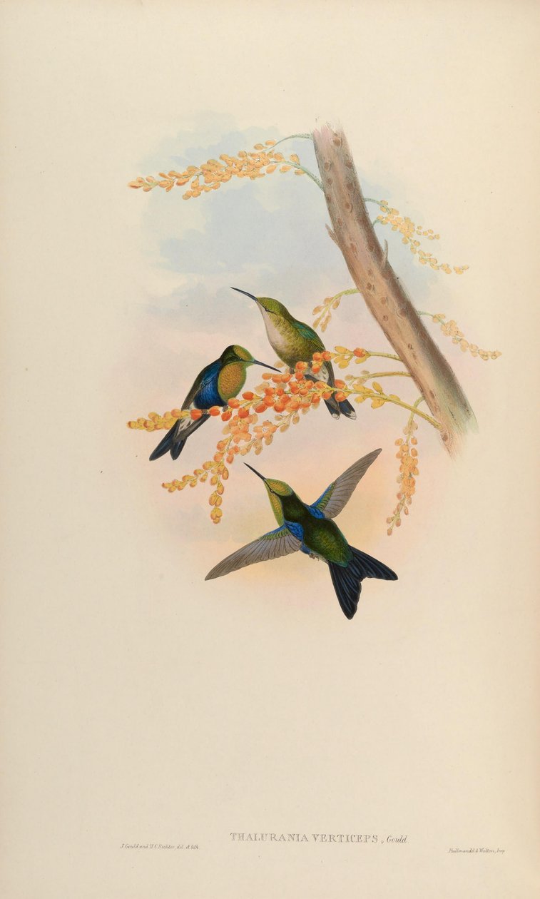 Thalurania verticeps = Thalurania fannyi verticeps [2] av John Gould