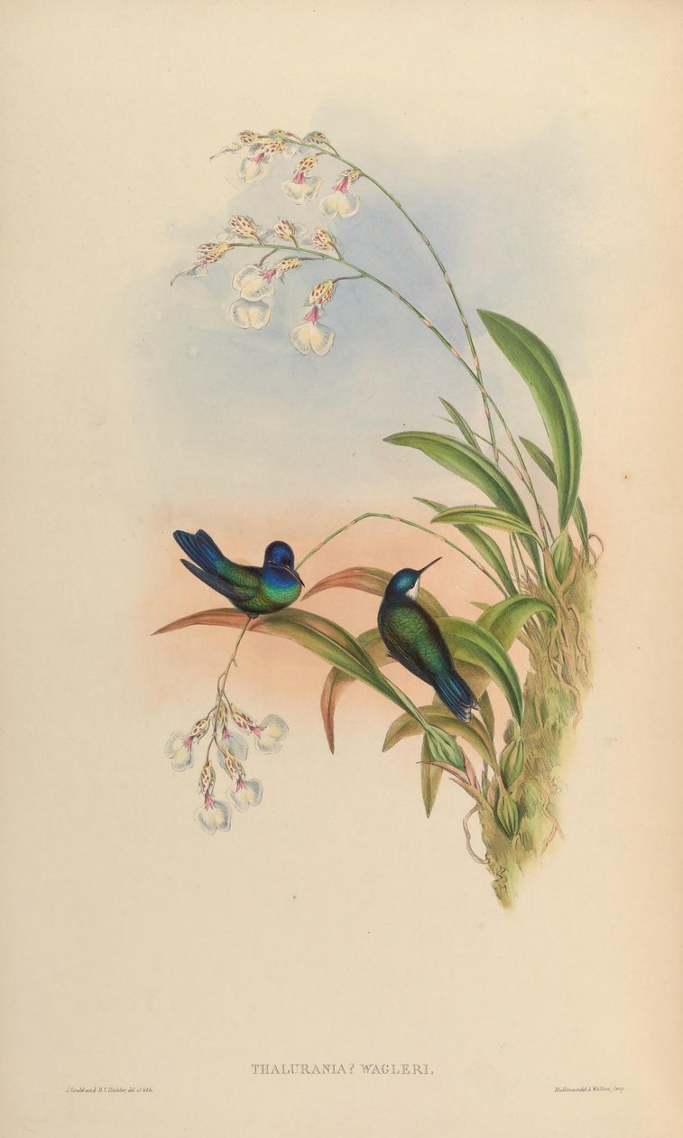 Thalurania wagleri = Cyanophaia bicolor av John Gould
