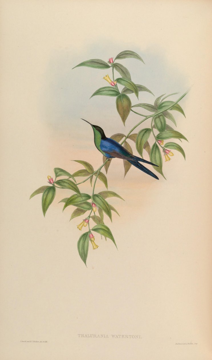 Thalurania watertonii av John Gould