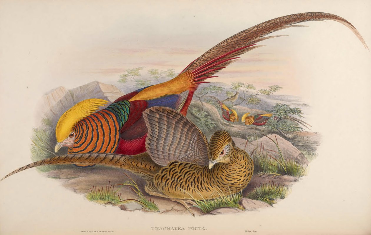 Thaumalea picta = Chrysolophus pictus av John Gould