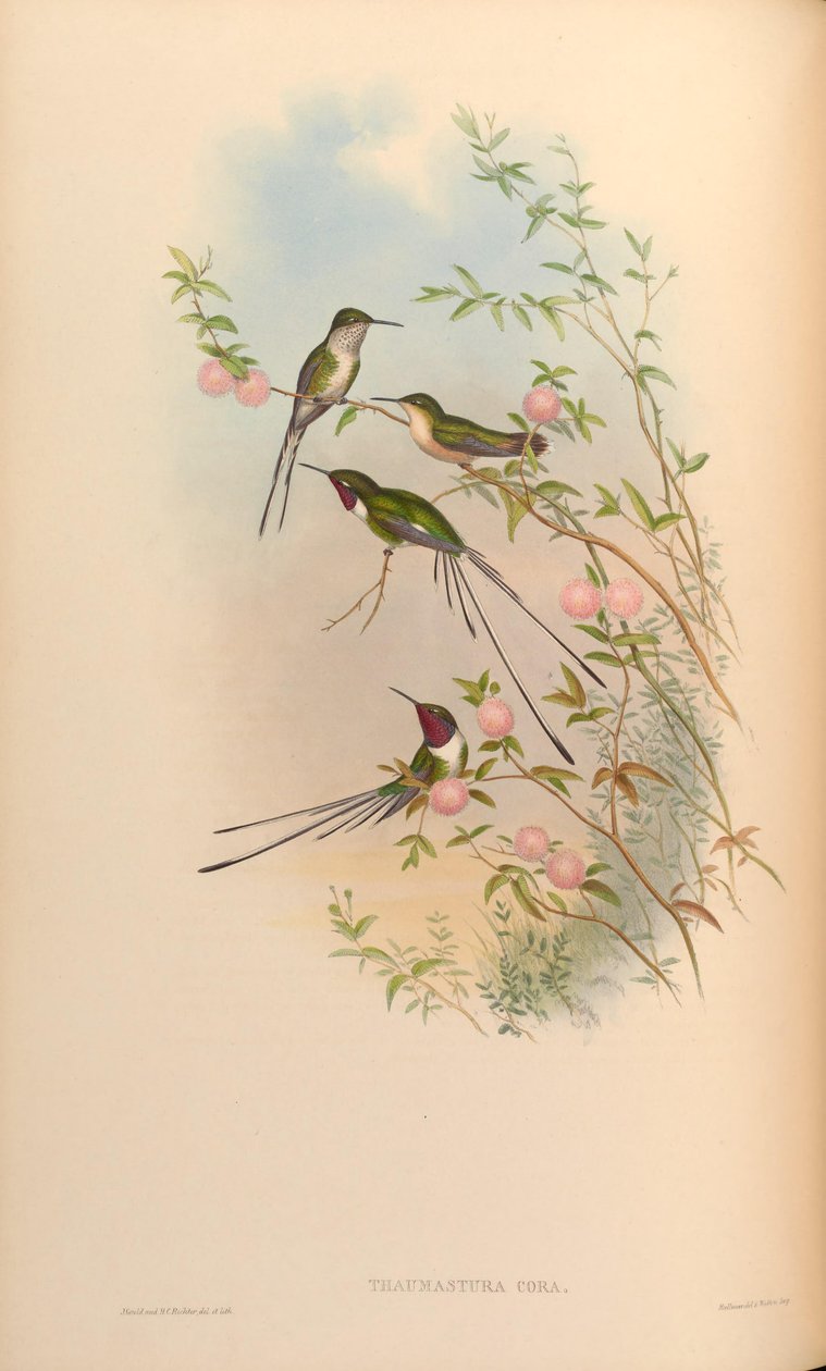 Thaumastura rødmer av John Gould
