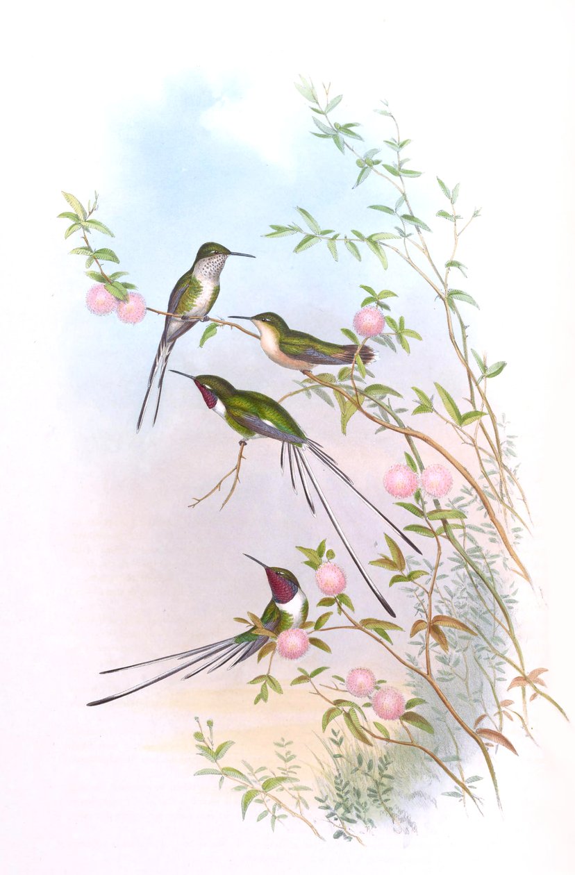 Thaumastura cora i John Goulds Hummingbirds av John Gould