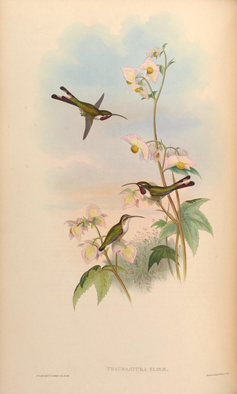 Thaumastura elizae = Doricha eliza av John Gould