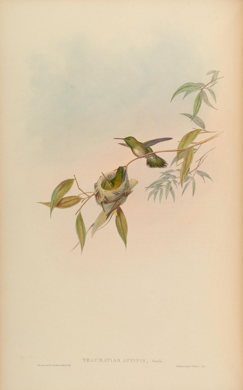 Thaumatias affinis = Amazilia versicolorgould Index av John Gould