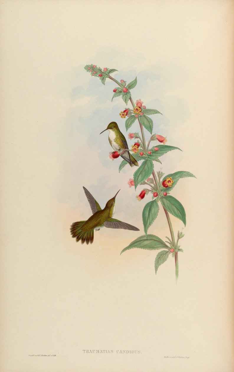 Thaumatias candidus = Amazilia candida av John Gould