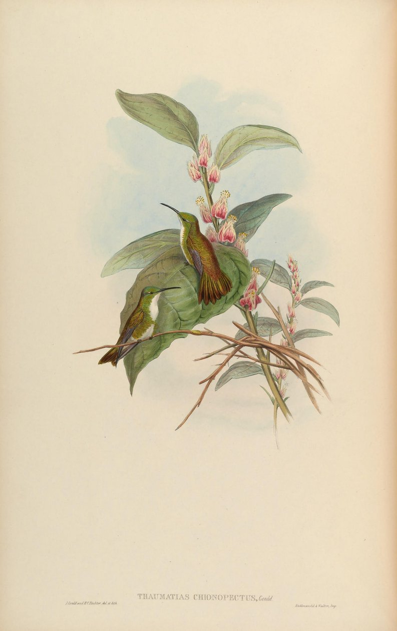 Thaumatias chionurus = Amazilia brevirostris chionopectus av John Gould