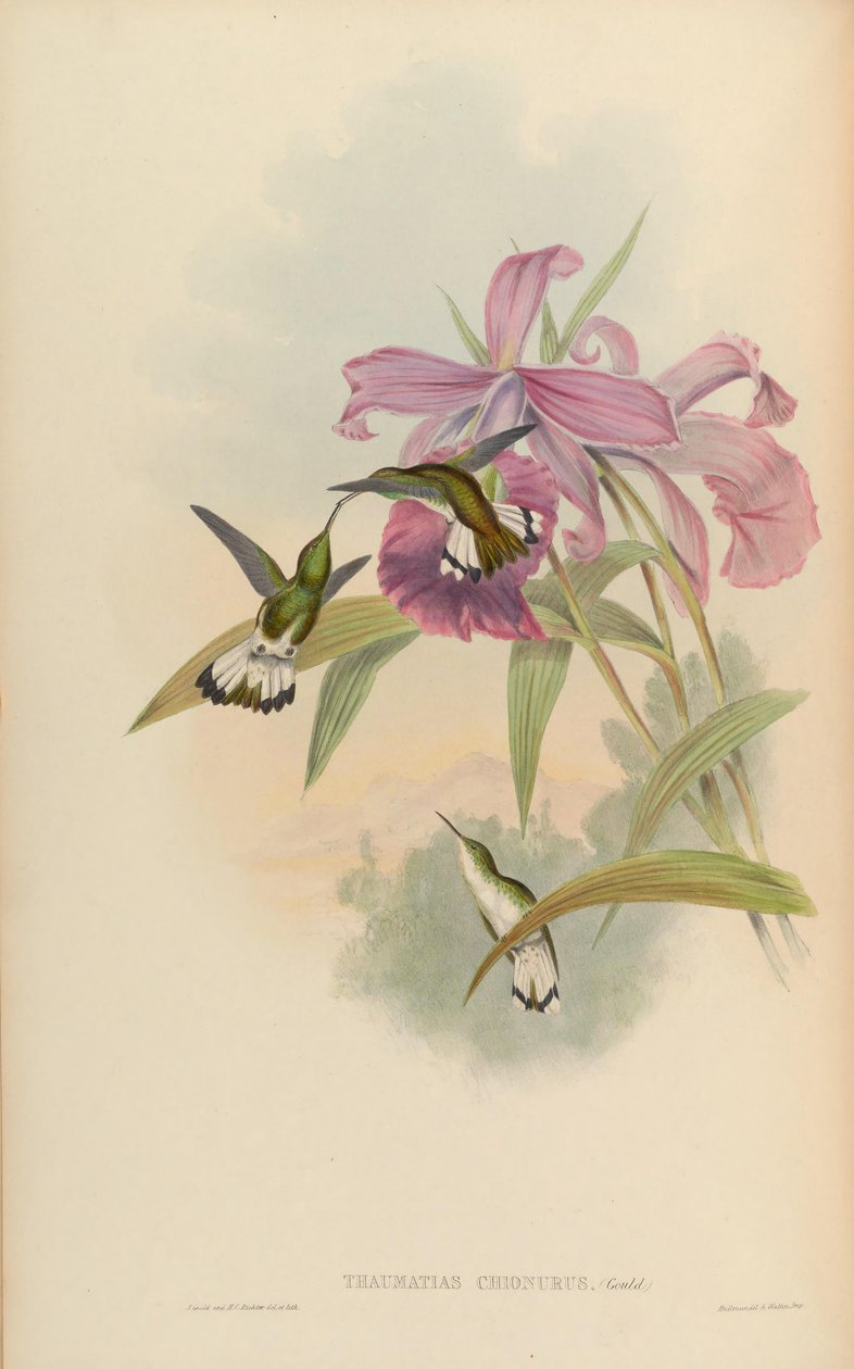 Thaumatias chionurus = Elvira chionura av John Gould