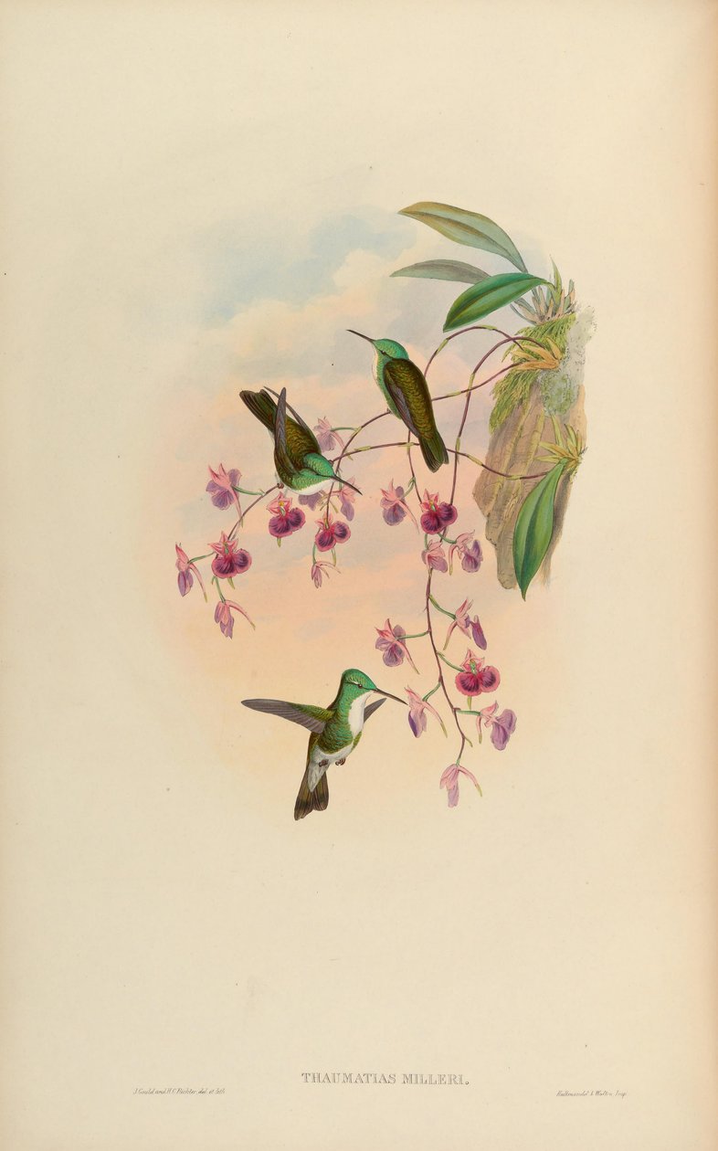 Thaumatias milleri = Amazilia versicolor millerii av John Gould